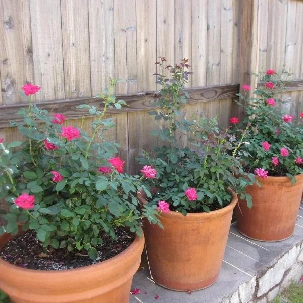 Garden Goods Direct Double Red Knock Out® Rose 4 Garden Goods Direct Double Red Knock Out® Rose