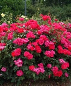 Garden Goods Direct Double Red Knock Out® Rose