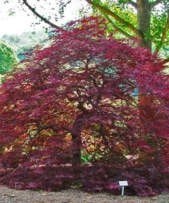 Garden Goods Direct Red Dragon Japanese Maple