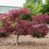 Garden Goods Direct Red Dragon Japanese Maple