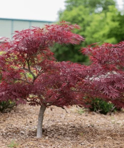 Garden Goods Direct Red Dragon Japanese Maple