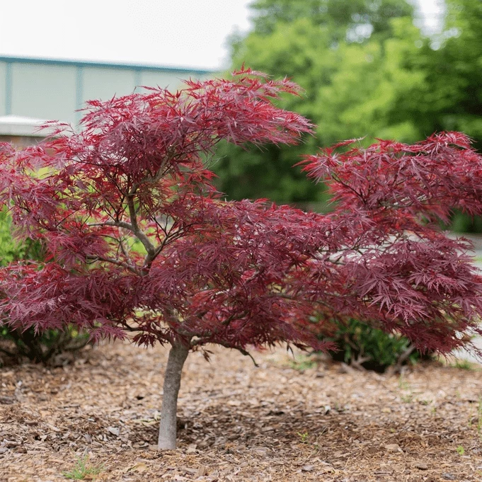Garden Goods Direct Red Dragon Japanese Maple 1 Garden Goods Direct Red Dragon Japanese Maple