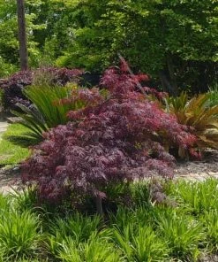 Garden Goods Direct Red Dragon Japanese Maple 6 Garden Goods Direct Red Dragon Japanese Maple