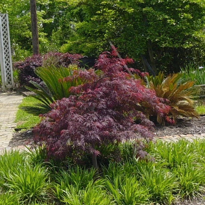 Garden Goods Direct Red Dragon Japanese Maple 3 Garden Goods Direct Red Dragon Japanese Maple