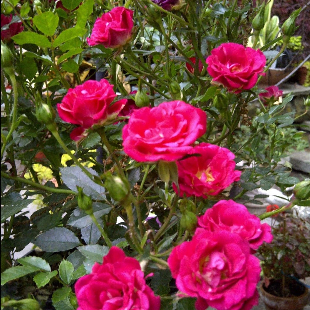 Garden Goods Direct Red Drift® Rose 3 Garden Goods Direct Red Drift® Rose
