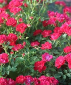 Garden Goods Direct Red Drift® Rose