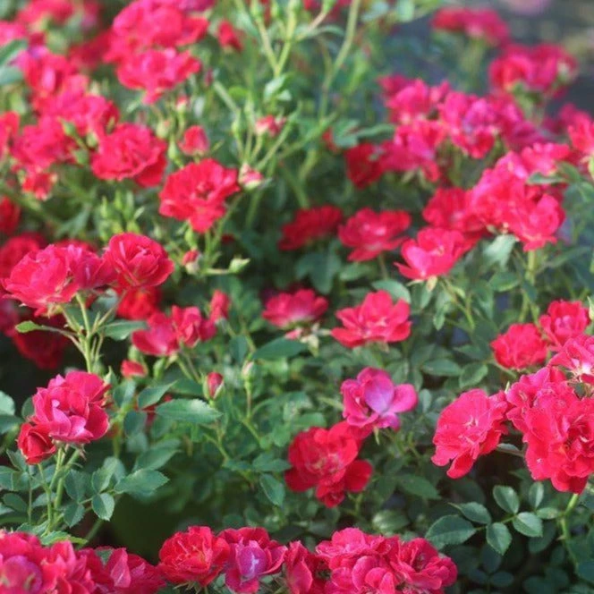 Garden Goods Direct Red Drift® Rose 2 Garden Goods Direct Red Drift® Rose