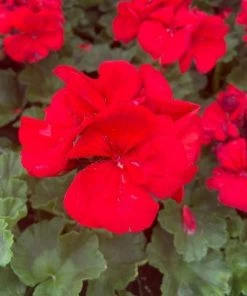 Garden Goods Direct Red Geranium Annuals