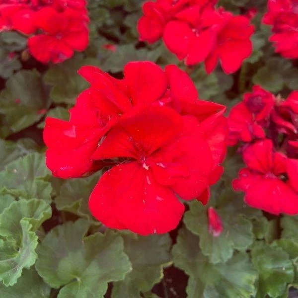 Garden Goods Direct Red Geranium Annuals 2 Garden Goods Direct Red Geranium Annuals