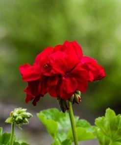 Garden Goods Direct Red Geranium Annuals