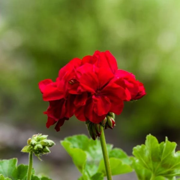 Garden Goods Direct Red Geranium Annuals 1 Garden Goods Direct Red Geranium Annuals