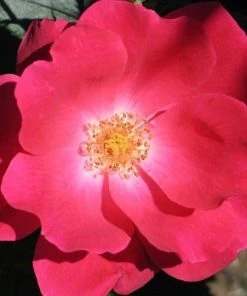 Garden Goods Direct Red Knock Out® Rose