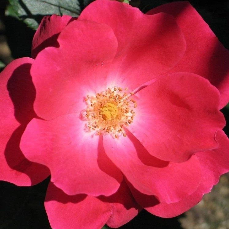 Garden Goods Direct Red Knock Out® Rose 2 Garden Goods Direct Red Knock Out® Rose