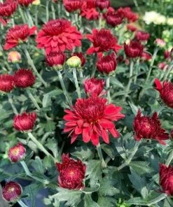 Garden Goods Direct Red Mums Annuals