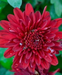Garden Goods Direct Red Mums Annuals