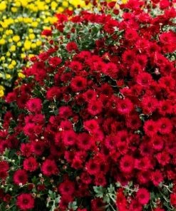 Garden Goods Direct Red Mums Annuals