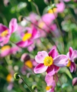 Garden Goods Direct Perennials Anemone Fantasy Red Riding Hood