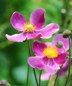 Garden Goods Direct Perennials Anemone Fantasy Red Riding Hood
