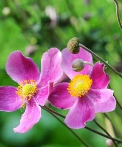 Garden Goods Direct Perennials Anemone Fantasy Red Riding Hood