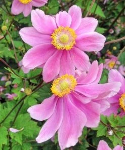 Garden Goods Direct Perennials Anemone Fantasy Red Riding Hood