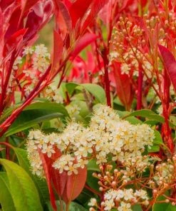 Garden Goods Direct Red Tip Photinia