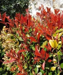 Garden Goods Direct Red Tip Photinia