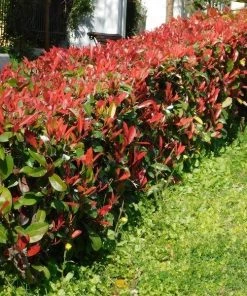 Garden Goods Direct Red Tip Photinia