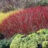 Garden Goods Direct Shrubs Red Twig Dogwood