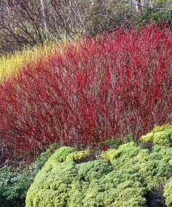 Garden Goods Direct Shrubs Red Twig Dogwood
