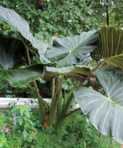 Garden Goods Direct House Plants Alocasia Regal Shield