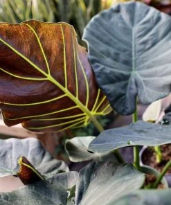 Garden Goods Direct House Plants Alocasia Regal Shield
