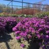 Garden Goods Direct Purple Gem Rhododendron