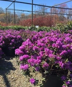 Garden Goods Direct Purple Gem Rhododendron
