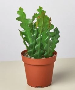 Garden Goods Direct Ric Rac Cactus House Plants 7 Garden Goods Direct Ric Rac Cactus House Plants