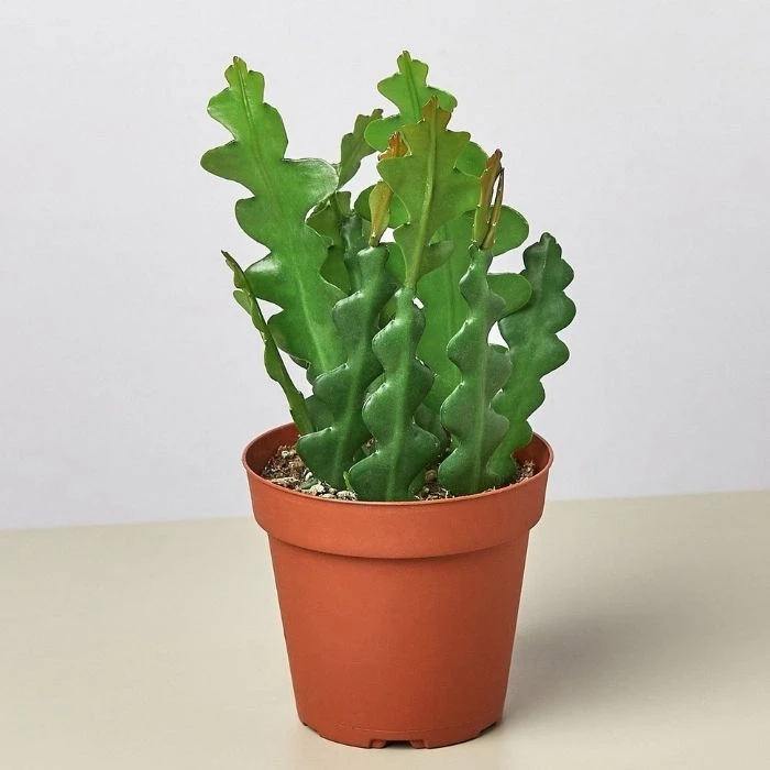 Garden Goods Direct Ric Rac Cactus House Plants 4 Garden Goods Direct Ric Rac Cactus House Plants