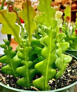 Garden Goods Direct Ric Rac Cactus House Plants 6 Garden Goods Direct Ric Rac Cactus House Plants