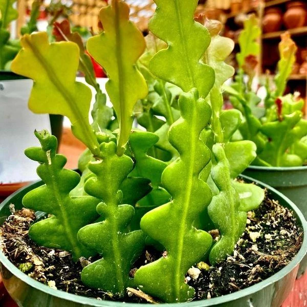 Garden Goods Direct Ric Rac Cactus House Plants 3 Garden Goods Direct Ric Rac Cactus House Plants