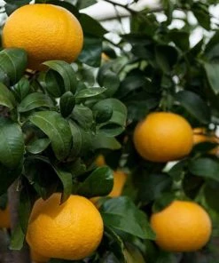 Garden Goods Direct Rio Red Grapefruit Tree