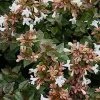Garden Goods Direct Shrubs Rose Creek Abelia