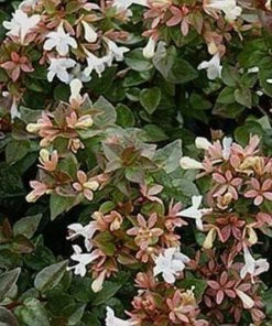 Garden Goods Direct Shrubs Rose Creek Abelia