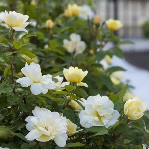 Garden Goods Direct Shrubs Sunny Knock Out® Rose 2 Garden Goods Direct Shrubs Sunny Knock Out® Rose