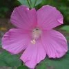 Garden Goods Direct Perennials Hibiscus Moscheutos
