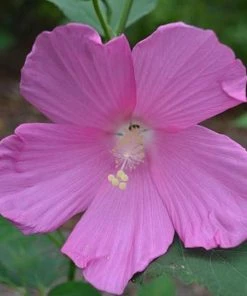 Garden Goods Direct Perennials Hibiscus Moscheutos