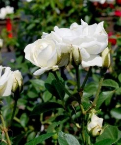 Garden Goods Direct Shrubs Iceberg Rose