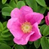 Garden Goods Direct Shrubs Rugosa Rose