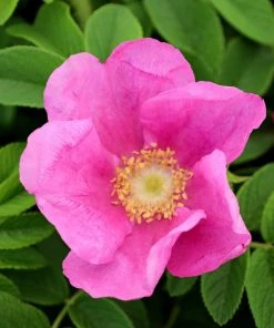 Garden Goods Direct Shrubs Rugosa Rose