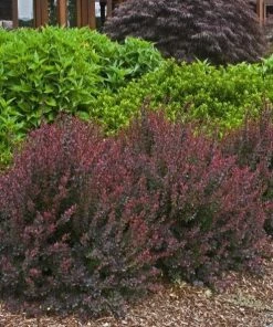 Garden Goods Direct Royal Burgundy Barberry