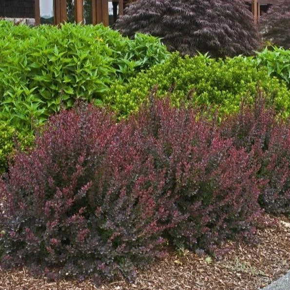 Garden Goods Direct Royal Burgundy Barberry 2 Garden Goods Direct Royal Burgundy Barberry