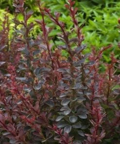 Garden Goods Direct Royal Burgundy Barberry