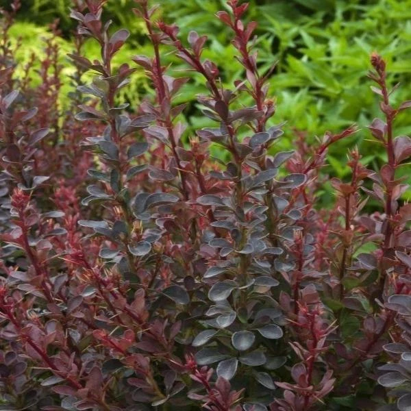 Garden Goods Direct Royal Burgundy Barberry 1 Garden Goods Direct Royal Burgundy Barberry